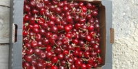 Cerises BIO